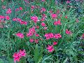 Paint Flower / Lapeirousia laxa